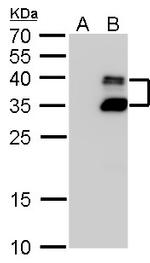 BarX1 Antibody in Western Blot (WB)