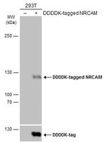 NRCAM Antibody in Western Blot (WB)