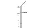 ABCA1 Antibody in Western Blot (WB)