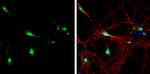 Neurogranin Antibody in Immunocytochemistry (ICC/IF)