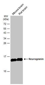 Neurogranin Antibody in Western Blot (WB)