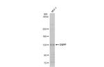 DSPP Antibody in Western Blot (WB)