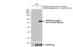 YAP1 (R331W Mutant) Antibody in Western Blot (WB)