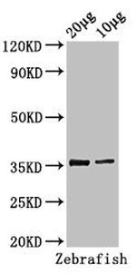 TAL1 Antibody in Western Blot (WB)