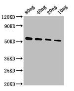 Ebola Virus VP40 (subtype Zaire, strain Kikwit-95) Antibody in Western Blot (WB)