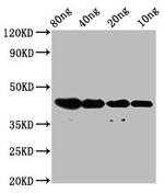 NUP93 Antibody in Western Blot (WB)