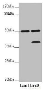 OXPAT Antibody in Western Blot (WB)