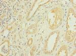 CMBL Antibody in Immunohistochemistry (Paraffin) (IHC (P))