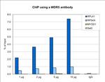 WDR5 Antibody in ChIP Assay (ChIP)