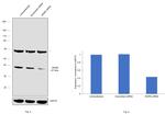 WDR5 Antibody in Western Blot (WB)