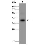 AKR1B10 Antibody in Western Blot (WB)