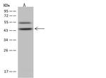 ABH1 Antibody in Western Blot (WB)