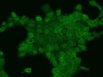 PARG1 Antibody in Immunocytochemistry (ICC/IF)