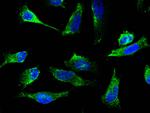 CDK1 Antibody in Immunocytochemistry (ICC/IF)