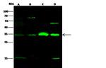 CDK1 Antibody in Western Blot (WB)