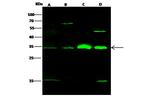 CDK1 Antibody in Western Blot (WB)