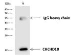 CHCHD10 Antibody in Immunoprecipitation (IP)