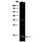 CXCL1 Antibody in Western Blot (WB)