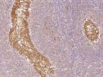 CYB5R3 Antibody in Immunohistochemistry (Paraffin) (IHC (P))