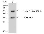 CYB5R3 Antibody in Immunoprecipitation (IP)