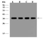 CYB5R3 Antibody in Western Blot (WB)