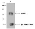 Dynamin 1 Antibody in Immunoprecipitation (IP)