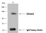 PERK Antibody in Immunoprecipitation (IP)