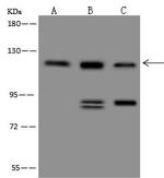 PERK Antibody in Western Blot (WB)