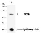 eIF3b Antibody in Immunoprecipitation (IP)