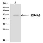 eIF4A3 Antibody in Immunoprecipitation (IP)