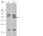 GATA4 Antibody in Western Blot (WB)