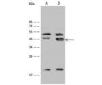 GATA4 Antibody in Western Blot (WB)