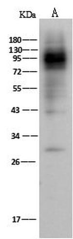IFNGR1 Antibody in Western Blot (WB)