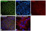 IKK gamma Antibody in Immunocytochemistry (ICC/IF)