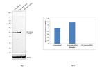 IKK gamma Antibody