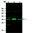 IL-1 alpha Antibody in Western Blot (WB)