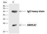 MRPL47 Antibody in Immunoprecipitation (IP)