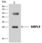 MRPL9 Antibody in Immunoprecipitation (IP)