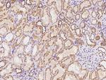 MRPS15 Antibody in Immunohistochemistry (Paraffin) (IHC (P))