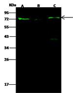 PAK1 Antibody in Western Blot (WB)