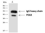 POLB Antibody in Immunoprecipitation (IP)