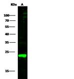 PRDX1 Antibody in Western Blot (WB)