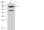 PKC delta Antibody in Western Blot (WB)