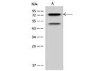 PKC delta Antibody in Western Blot (WB)