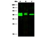 PRMT6 Antibody in Western Blot (WB)