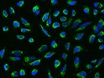 KIAA0391 Antibody in Immunocytochemistry (ICC/IF)