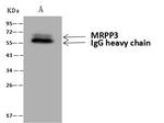 KIAA0391 Antibody in Immunoprecipitation (IP)