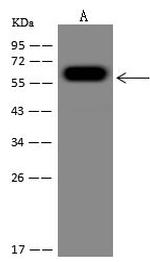 KIAA0391 Antibody in Western Blot (WB)