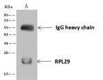 RPL29 Antibody in Immunoprecipitation (IP)