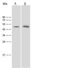 SGK1 Antibody in Western Blot (WB)